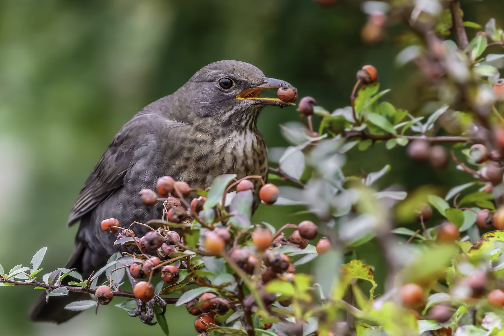 Amsel (Turdus merula)