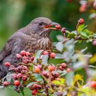 Amsel (Turdus merula)