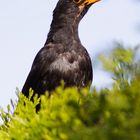 Amsel - Turdus merula