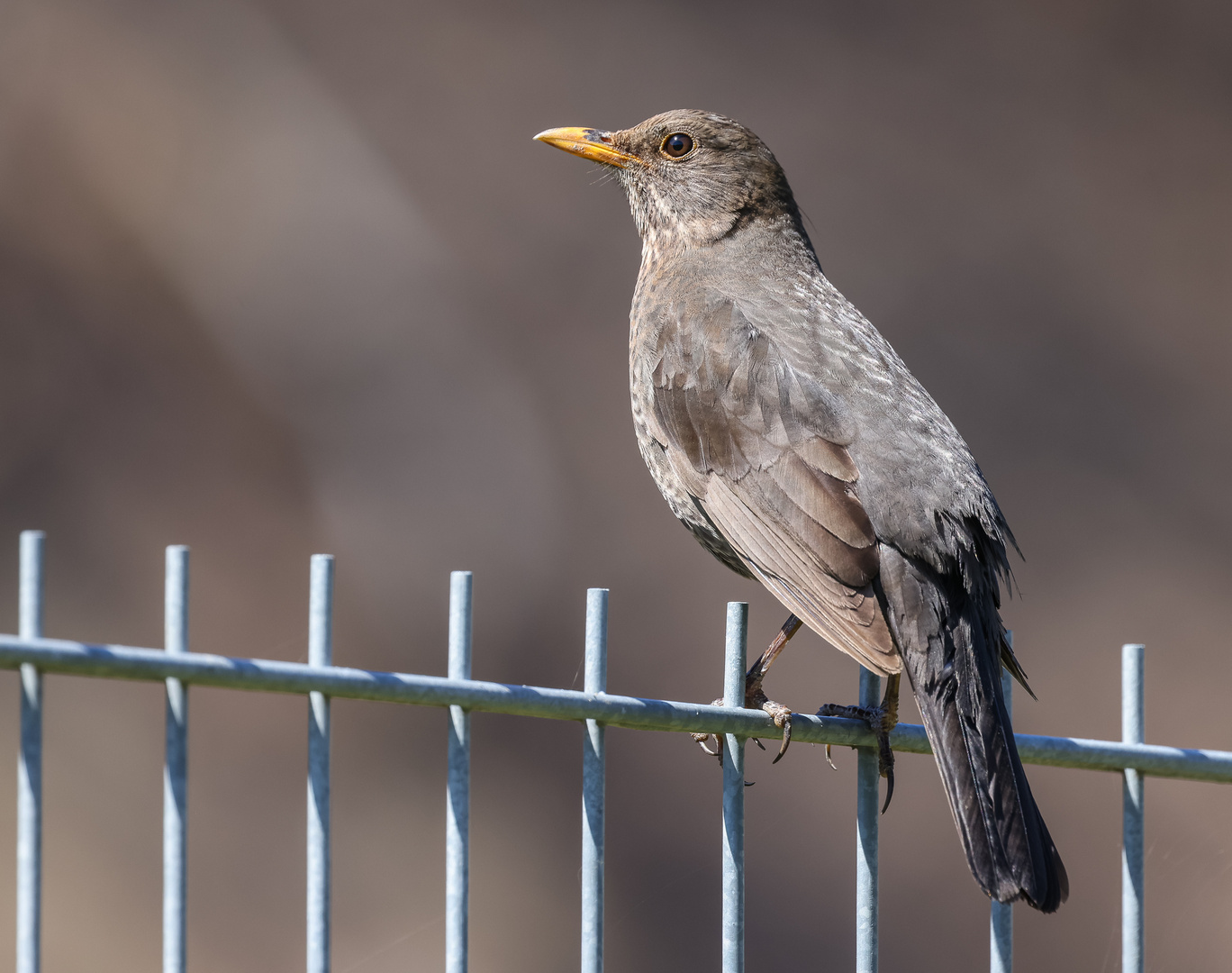 Amsel (Turdus merula)