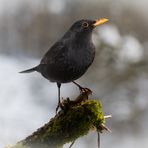 Amsel - Turdus merula