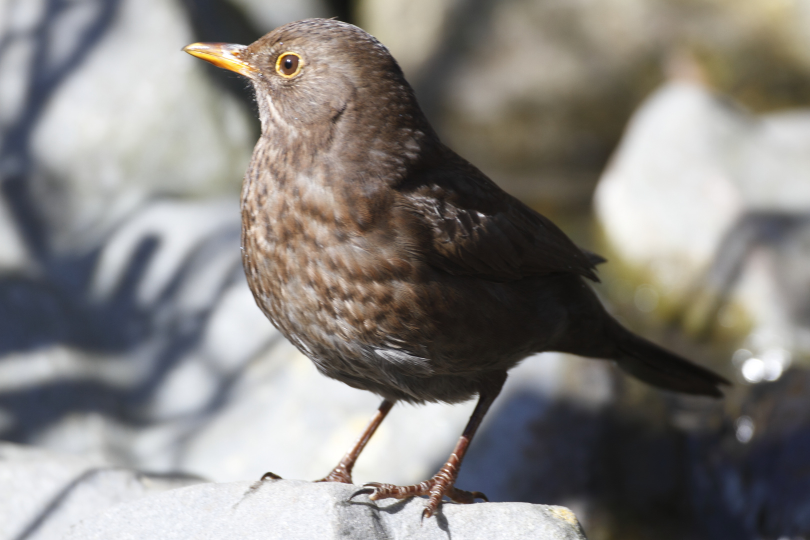 Amsel (Turdus merula F)