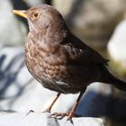 Amsel (Turdus merula F)