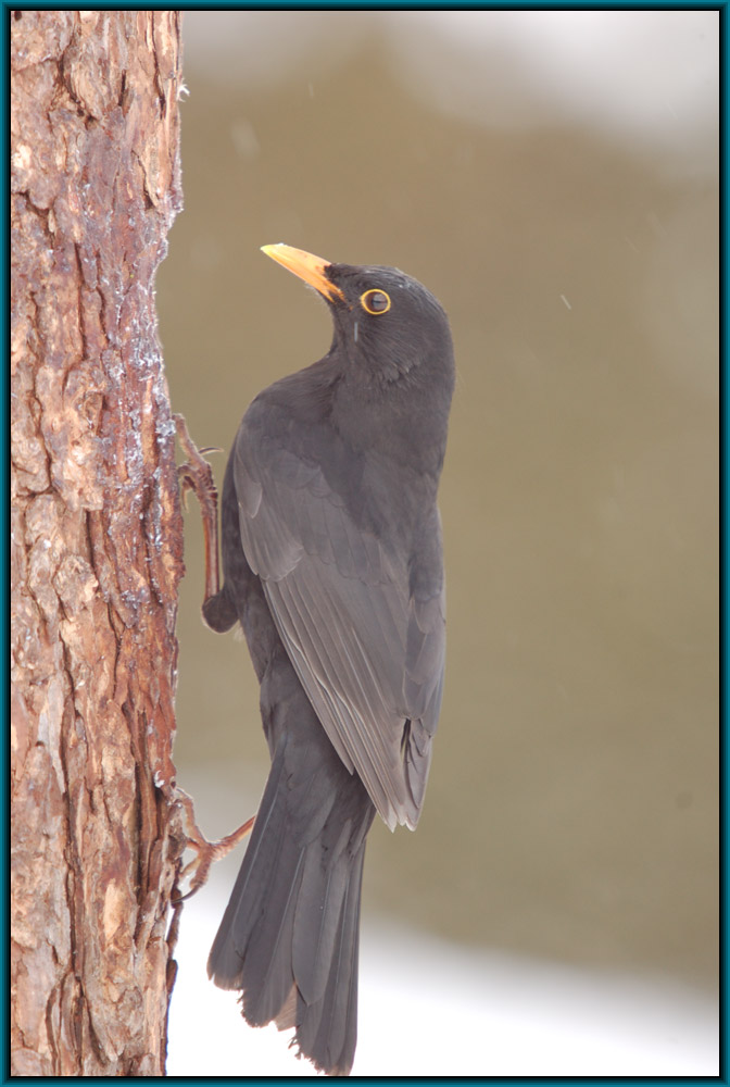 Amsel (Turdus merula)