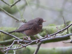 Amsel (Turdus merula) im Apfelbaum - Weibchen