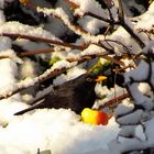  Amsel (Turdus merula), Männchen 