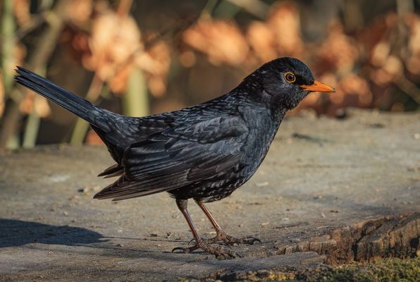 Amsel (Turdus merula) männl.