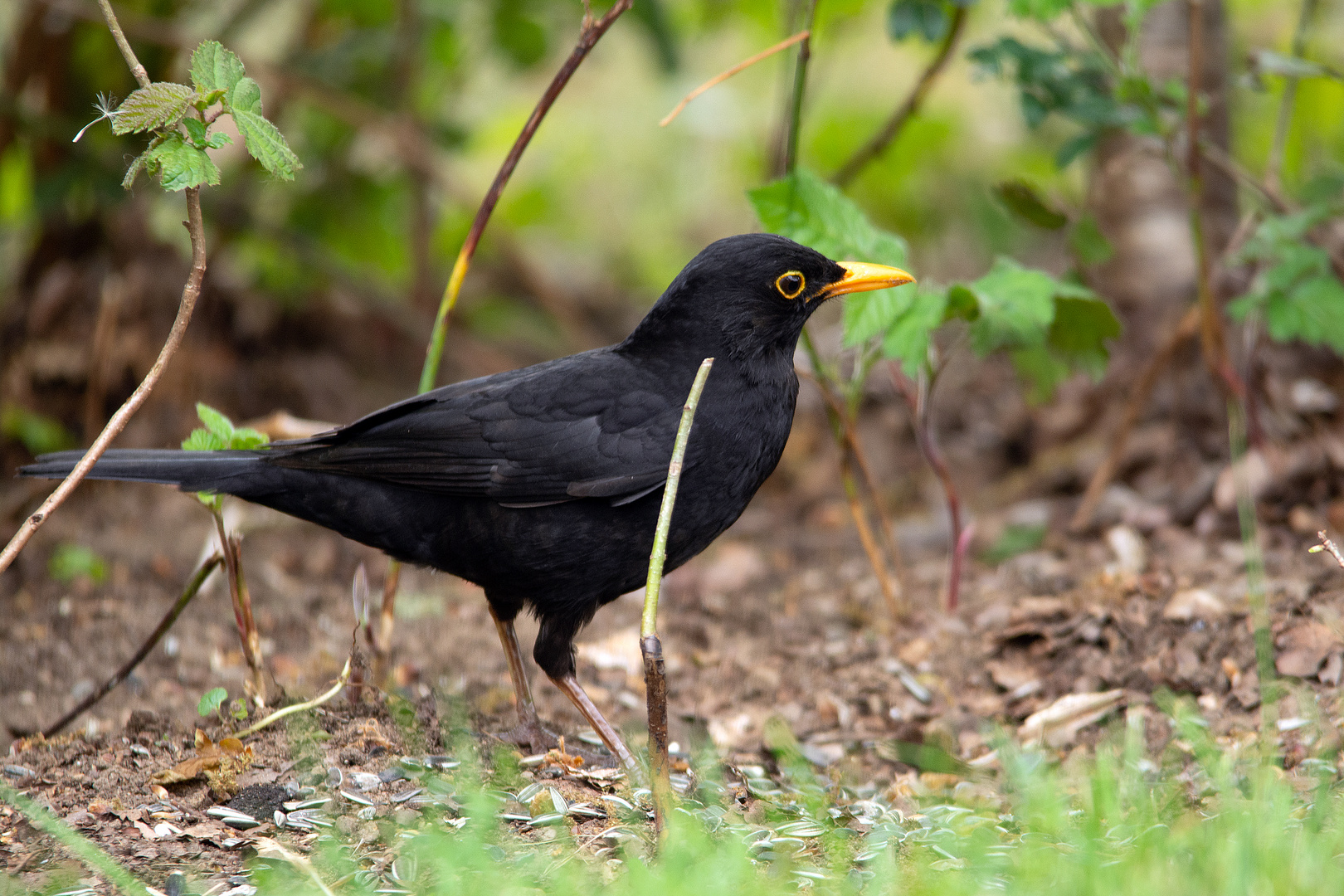 Amsel (Turdus merula). männlich auf unserer Wiese