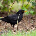 Amsel (Turdus merula). männlich auf unserer Wiese