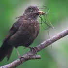 Amsel (Turdus merula) mit Baumaterial