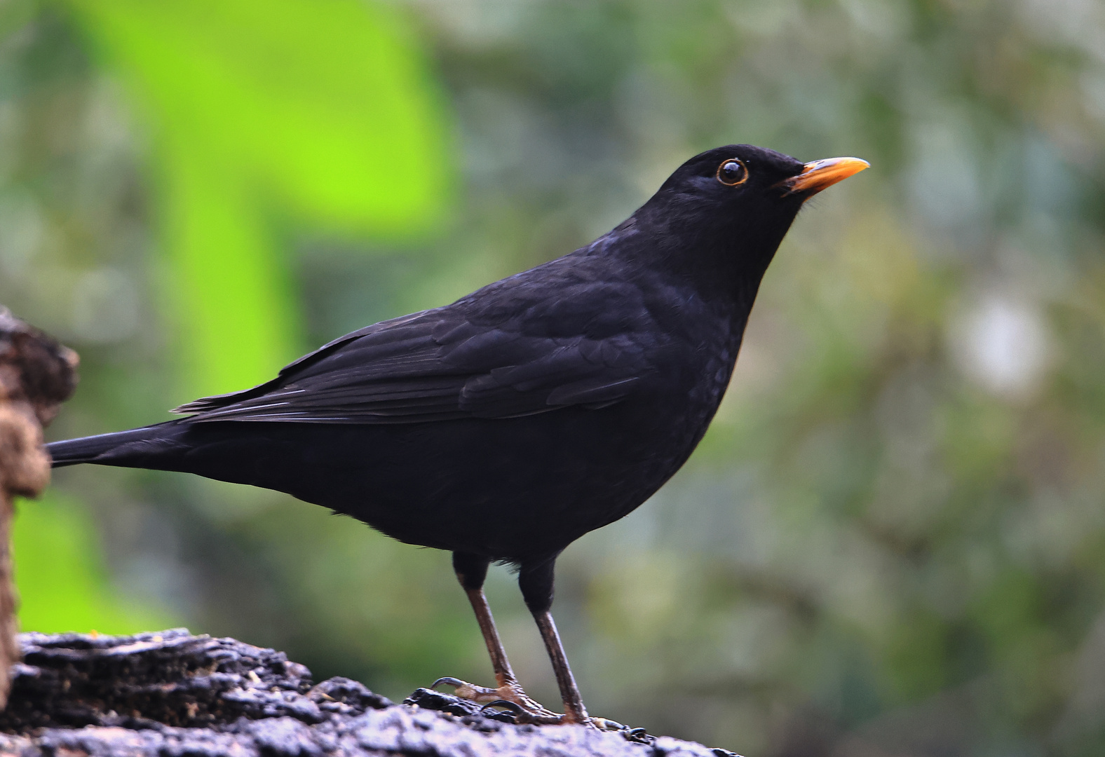 Amsel (Turdus merula) oder Schwarzdrossel