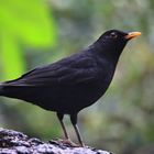 Amsel (Turdus merula) oder Schwarzdrossel