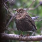 Amsel (Turdus merula) oder Schwarzdrossel