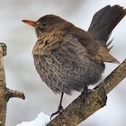 Amsel (Turdus merula) oder Schwarzdrossel