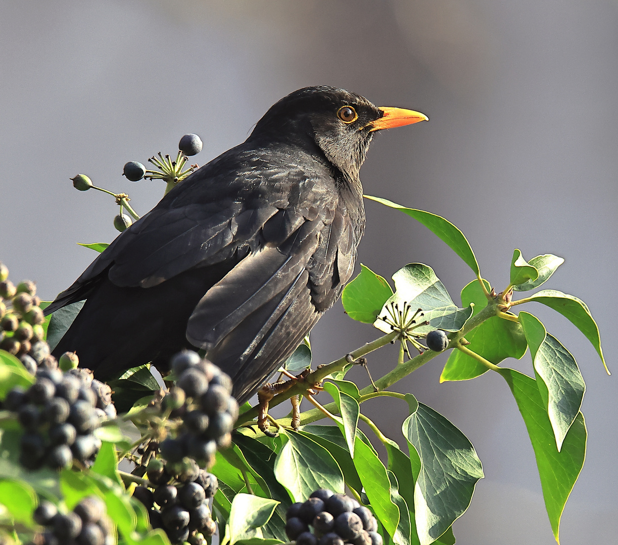 Amsel (Turdus merula) oder Schwarzdrossel