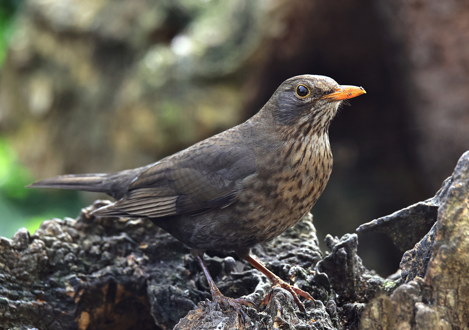 Amsel (Turdus merula) oder Schwarzdrossel