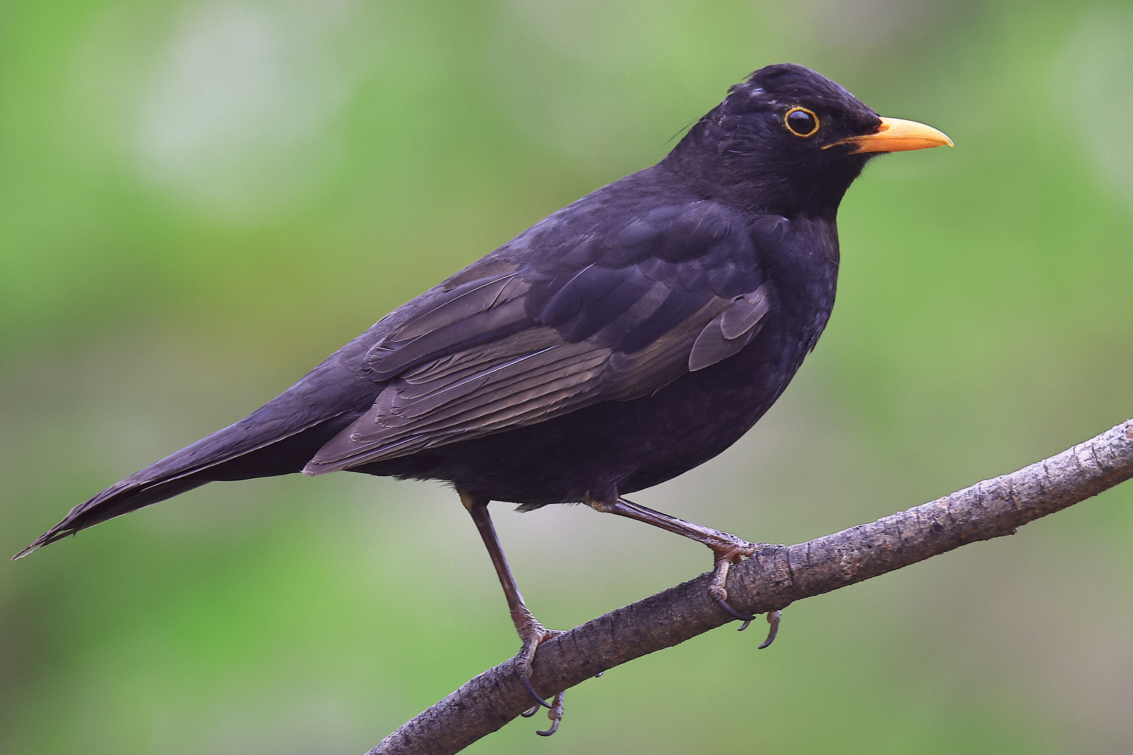 Amsel (Turdus merula) oder Schwarzdrossel