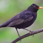 Amsel (Turdus merula) oder Schwarzdrossel