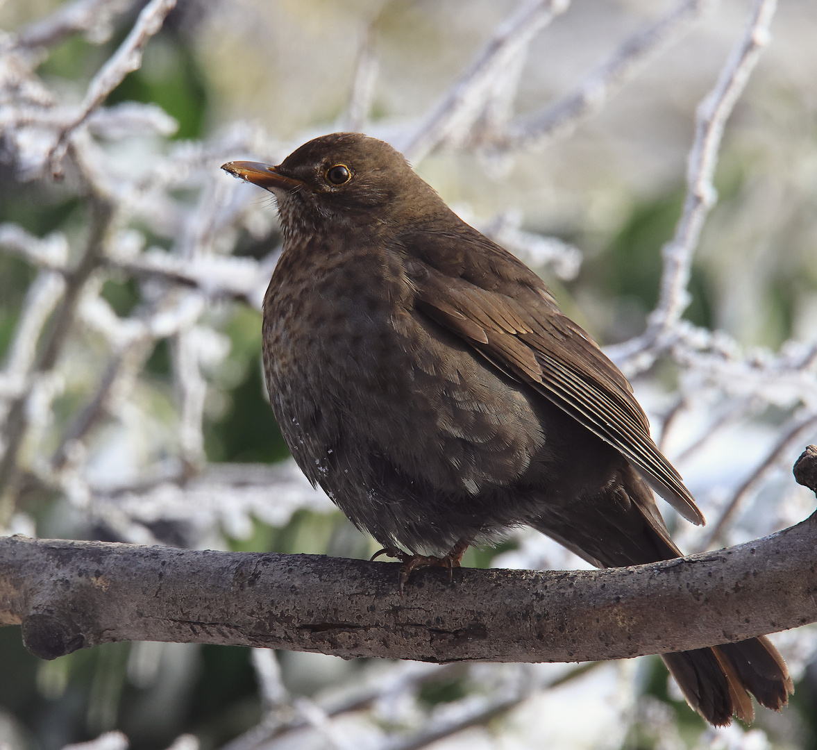 Amsel (Turdus merula) oder Schwarzdrossel