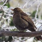 Amsel (Turdus merula) oder Schwarzdrossel