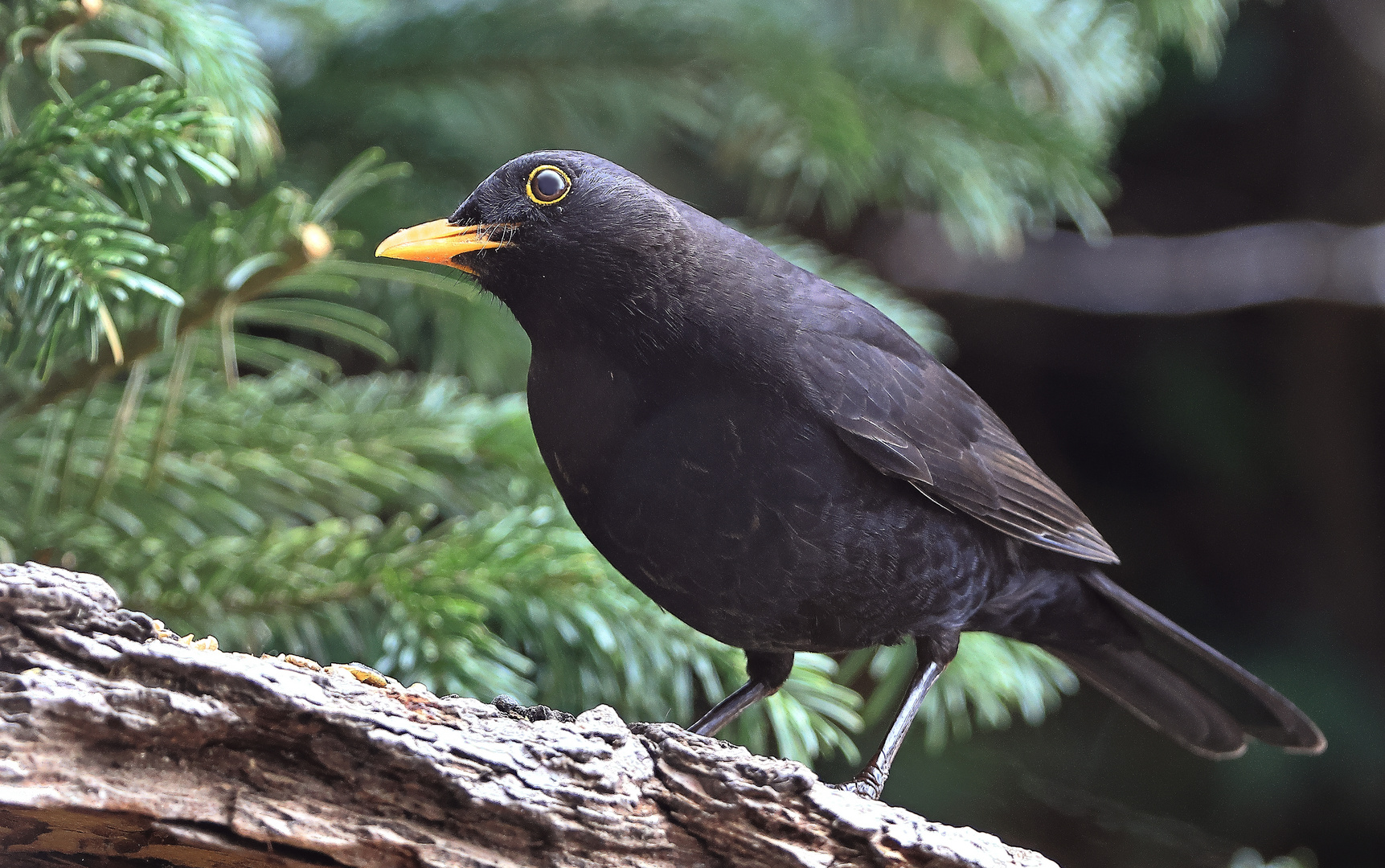 Amsel (Turdus merula) oder Schwarzdrossel