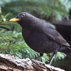 Amsel (Turdus merula) oder Schwarzdrossel