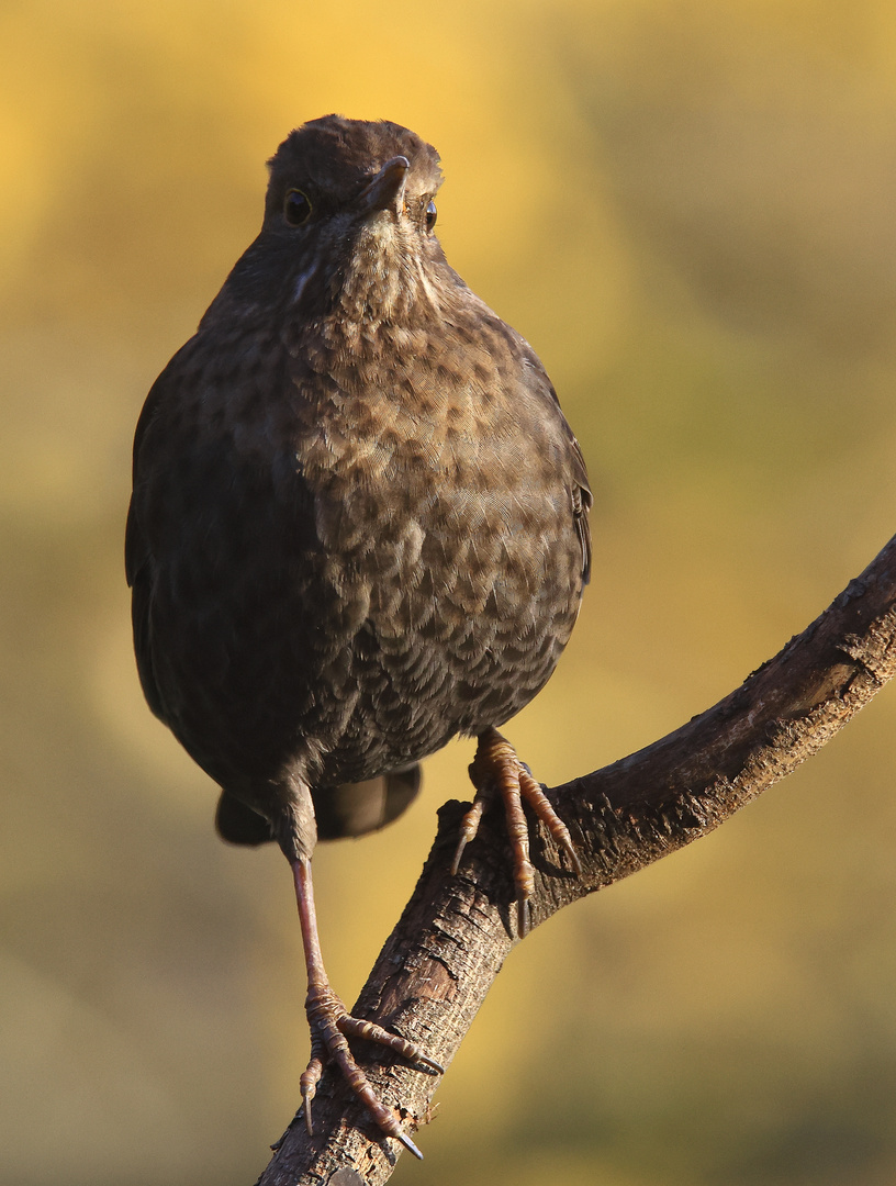 Amsel (Turdus merula) oder Schwarzdrossel