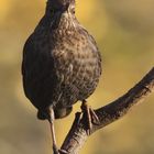 Amsel (Turdus merula) oder Schwarzdrossel