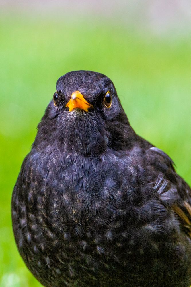 Amsel (Turdus merula) oder Schwarzdrossel