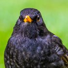 Amsel (Turdus merula) oder Schwarzdrossel