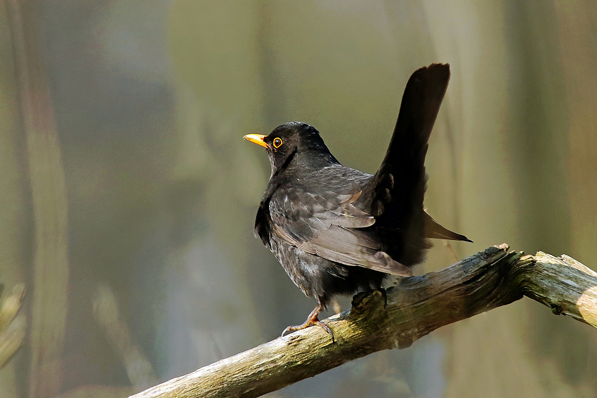 Amsel (Turdus merula) oder Schwarzdrossel