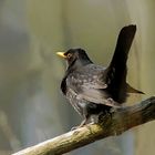 Amsel (Turdus merula) oder Schwarzdrossel