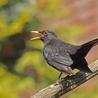 Amsel (Turdus merula) oder Schwarzdrossel, männlich