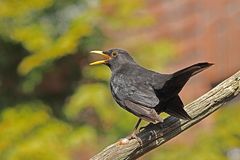 Amsel (Turdus merula) oder Schwarzdrossel, männlich