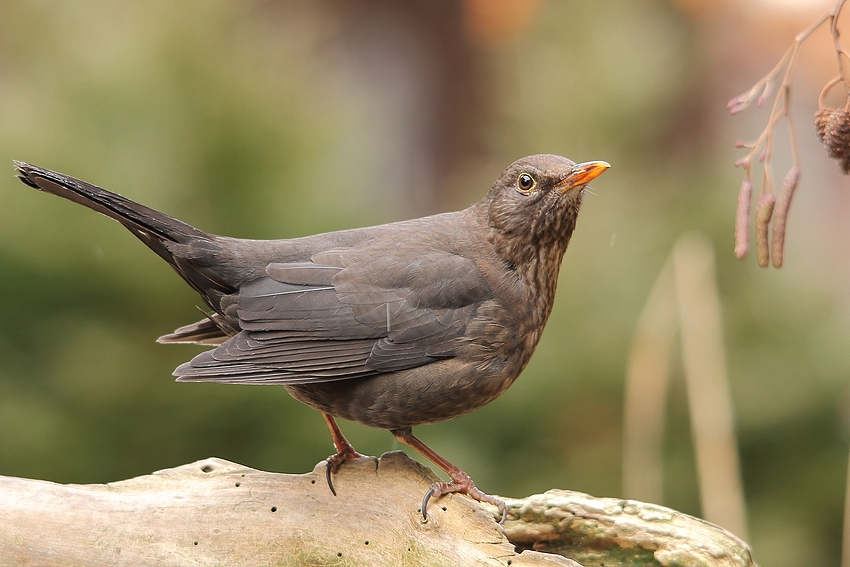 Amsel (Turdus merula) oder Schwarzdrossel (weiblich)