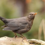 Amsel (Turdus merula) oder Schwarzdrossel (weiblich)