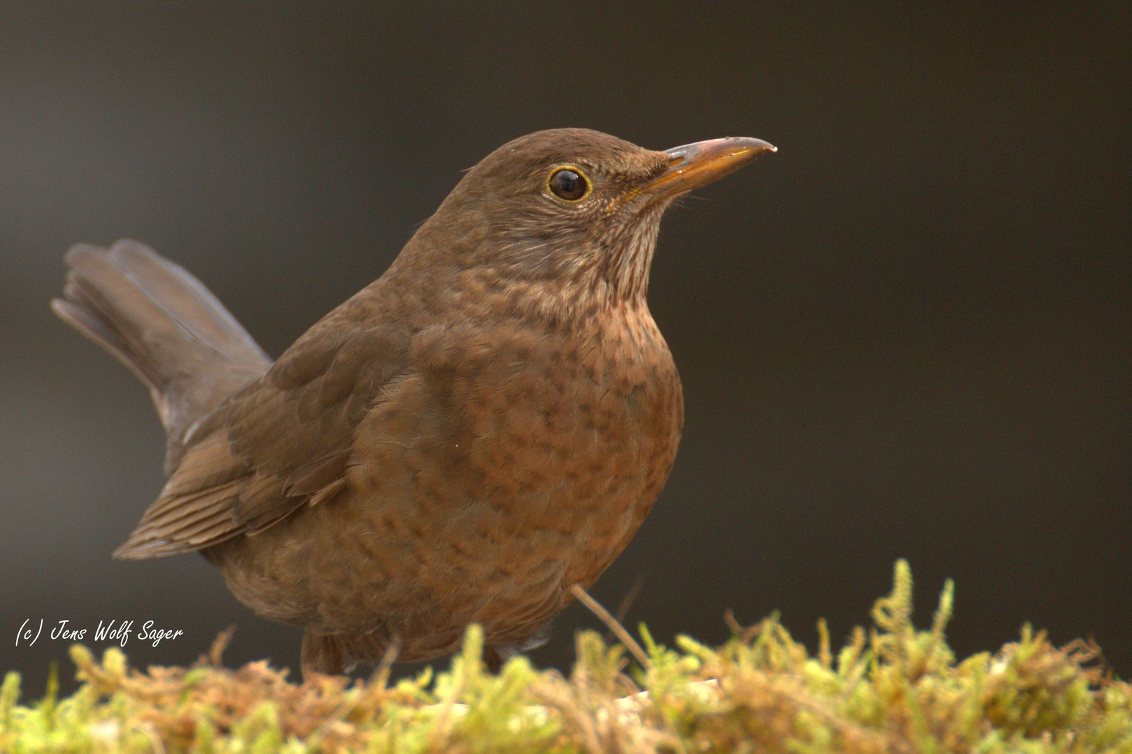 Amsel (Turdus merula) Weibchen