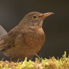 Amsel (Turdus merula) Weibchen