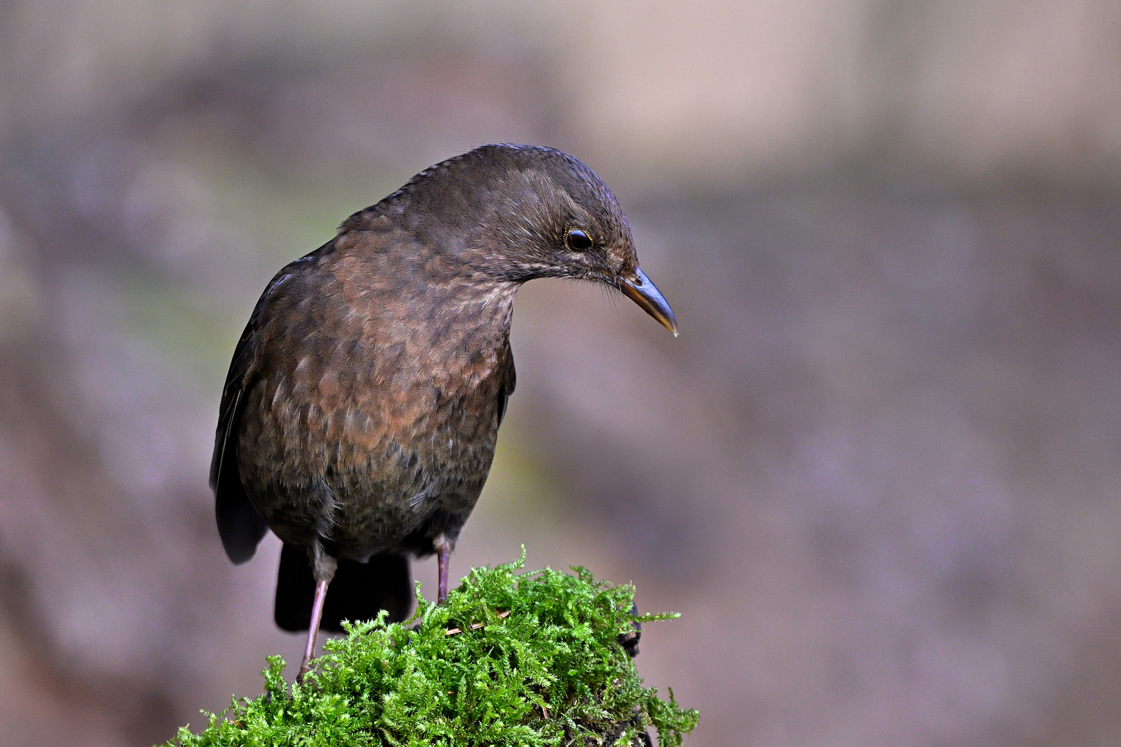 Amsel (Turdus merula) Weibchen 