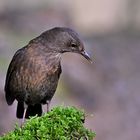 Amsel (Turdus merula) Weibchen 