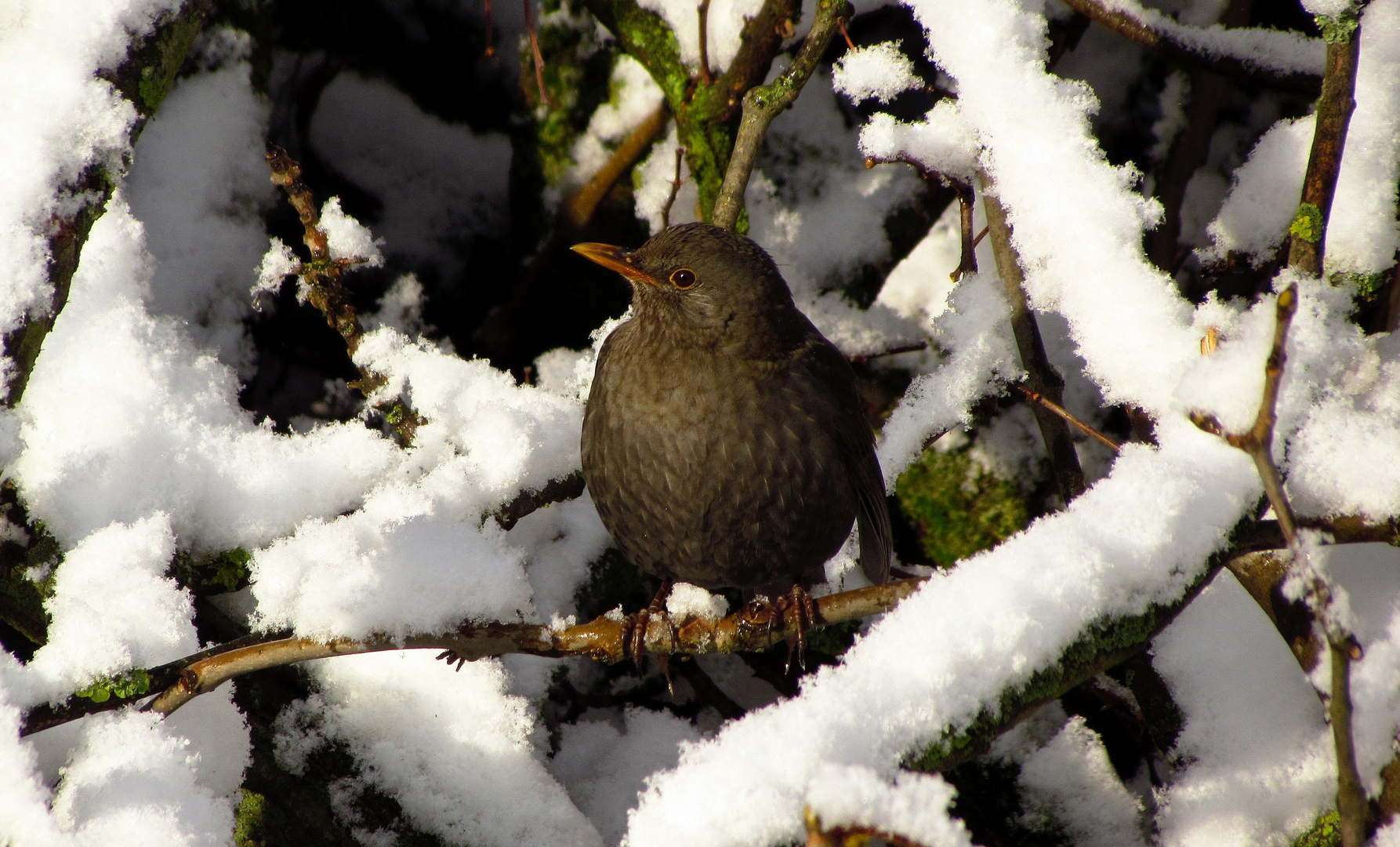 Amsel (Turdus merula), Weibchen