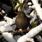 Amsel (Turdus merula), Weibchen