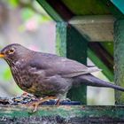 Amsel (Turdus merula) weibl.