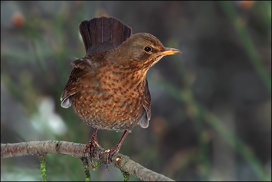 Amsel (Turdus merula) weiblich