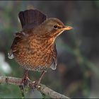 Amsel (Turdus merula) weiblich