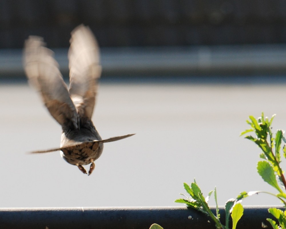 Amsel [Turdus merula] - weiblich - beim Abflug