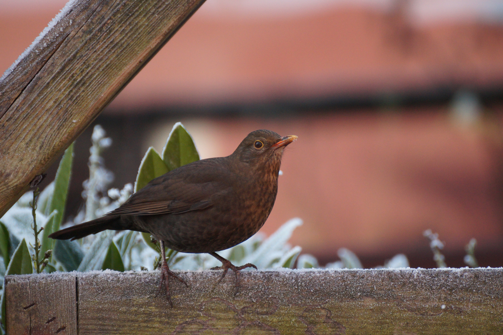 Amsel uffn Zaun :D