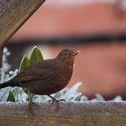 Amsel uffn Zaun :D