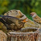 Amsel und Feldsperling