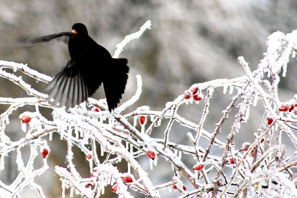 Amsel und Hagebutte 